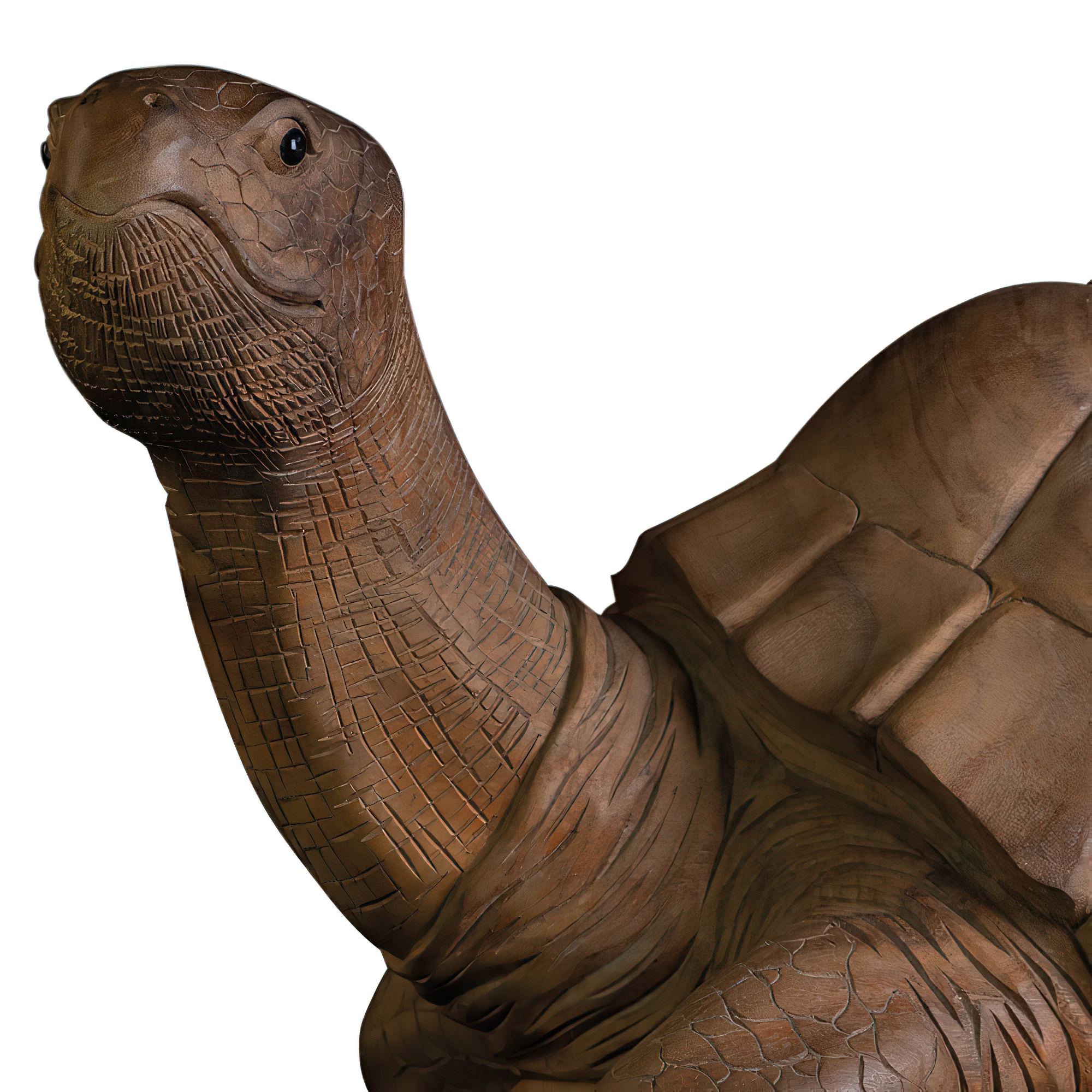 AS-H2-TURTLE-100NA-2