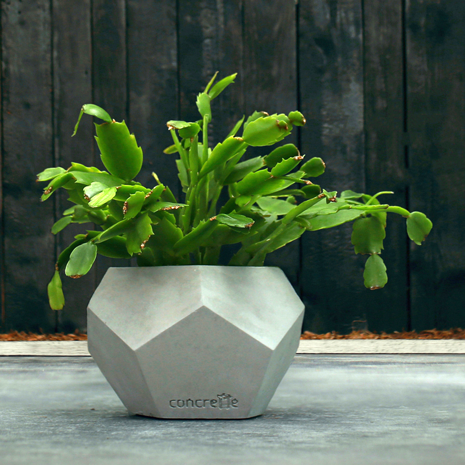 Plante dans un pot en béton taillé avec style sur un fond sombre