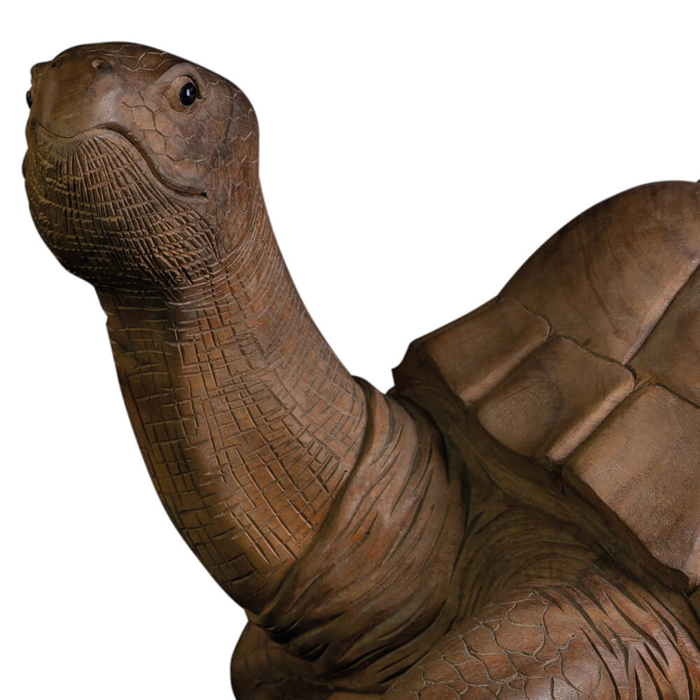 AS-H2-TURTLE-080NA-v-2
