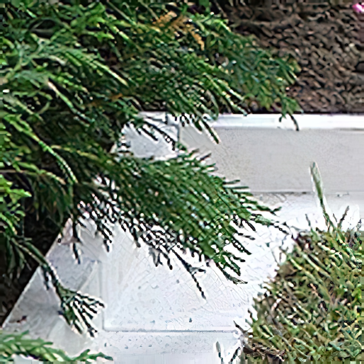 Gros plan d'un chemin de jardin bien délimité avec des dalles blanches et une décoration de jardin verte environnante