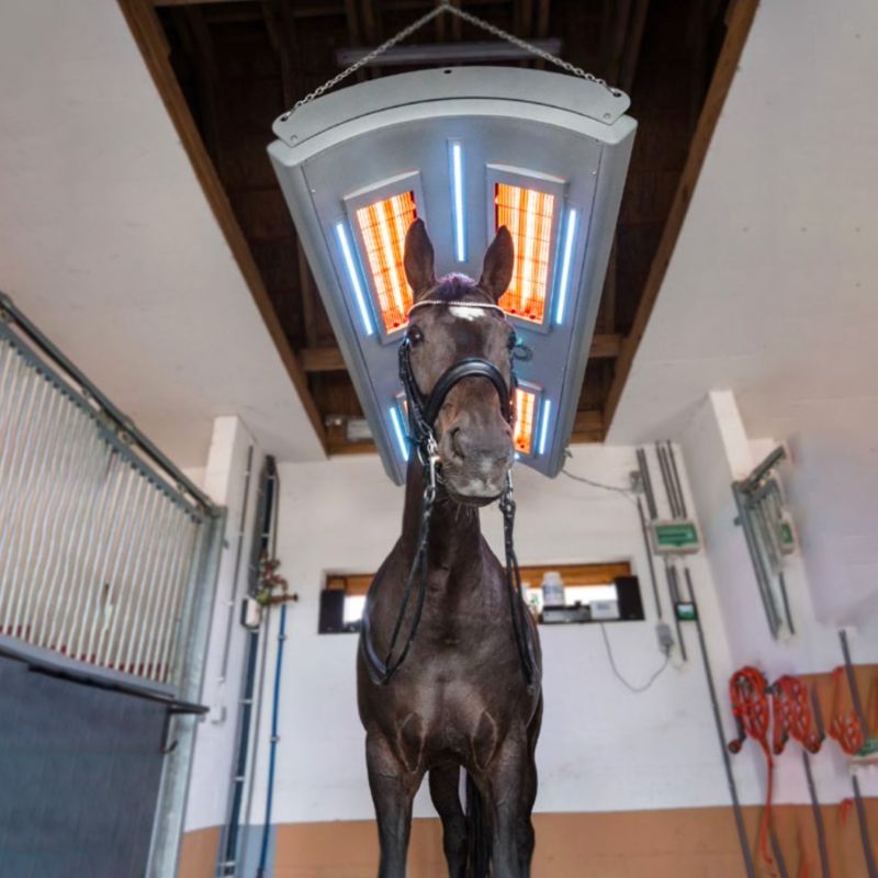 Cavallo scuro sotto una lampada riscaldante in una stalla